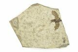 Detailed Fossil March Fly (Plecia) w/ Legs - Wyoming #245636-1
